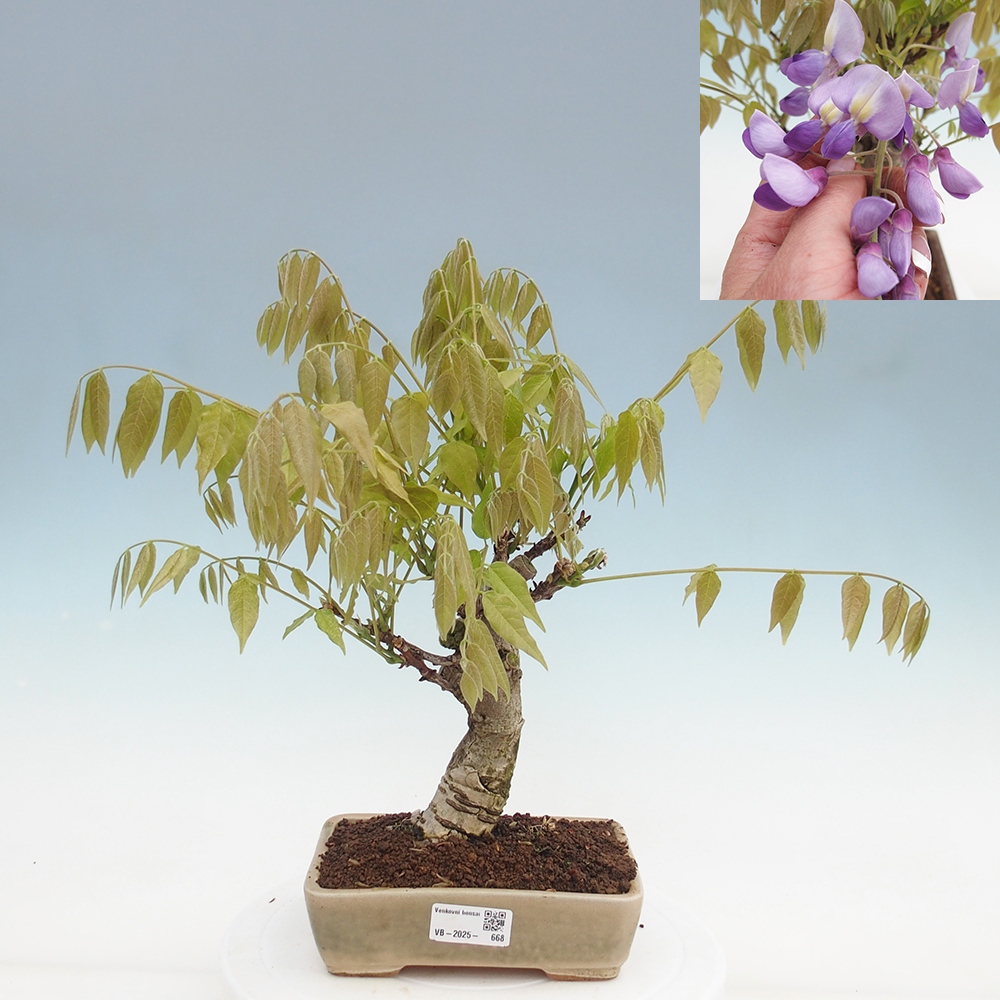 Bonsai für draußen - Wisteria floribunda