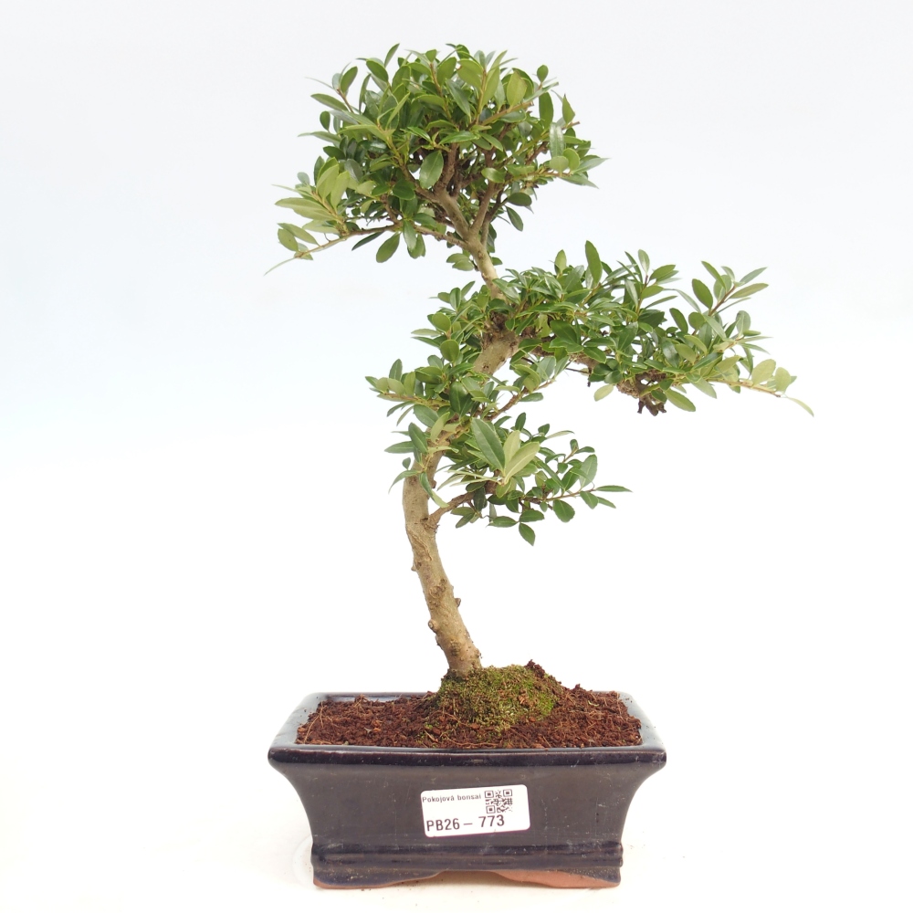 Zimmer Bonsai - Ilex crenata - Stechpalme