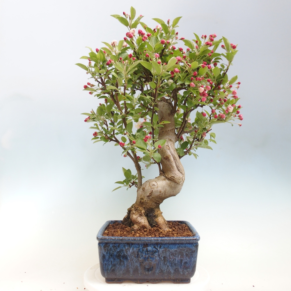Outdoor-Bonsai -Malus halliana - Kleinfrüchtiger Apfelbaum