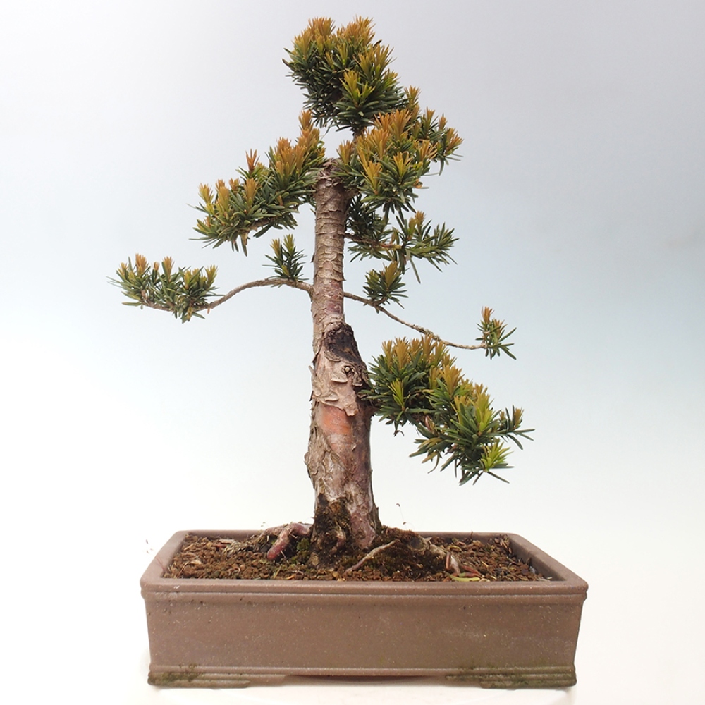 Bonsai für draußen - Taxus cuspidata - Japanische Eibe