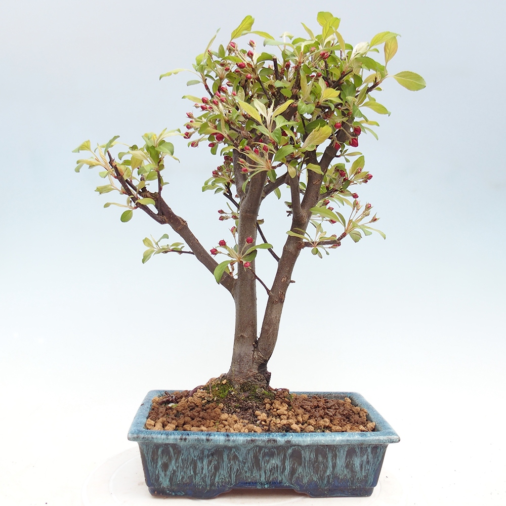 Outdoor-Bonsai -Malus domestica - Kleinfrüchtiger rotblättriger Apfelbaum
