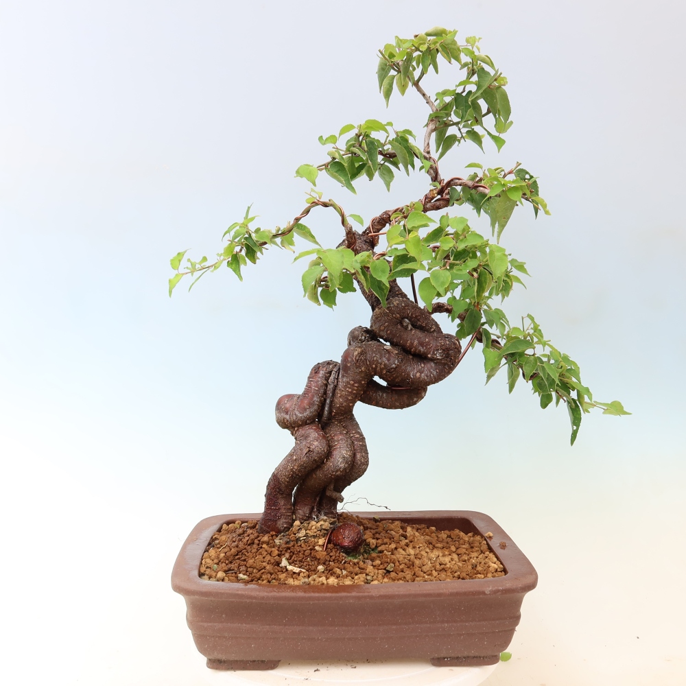 Bonsai für den Außenbereich – Japanischer Aprikosenbaum – Prunus Mume