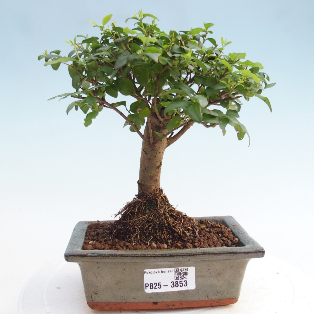 Zimmer Bonsai -Ligustrum chinensis - Vogelschnabel