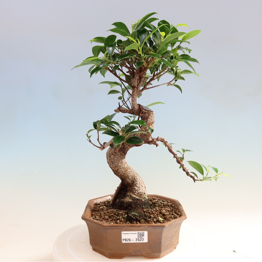 Zimmerbonsai - Ficus retusa - Kleinblättriger Ficus