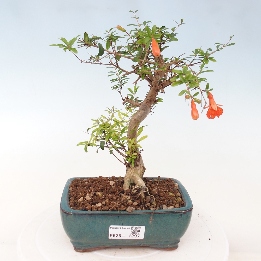 Zimmer-Bonsai-PUNICA granatum nana-Apfel-Granatapfel