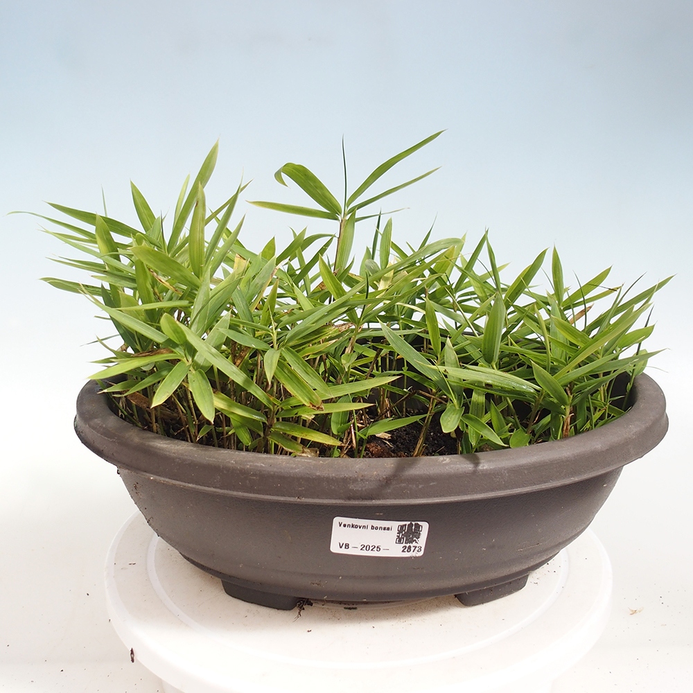 Bonsai für draußen - Pleioblastus argenteostriatus f.pumilus - Zwergbambus