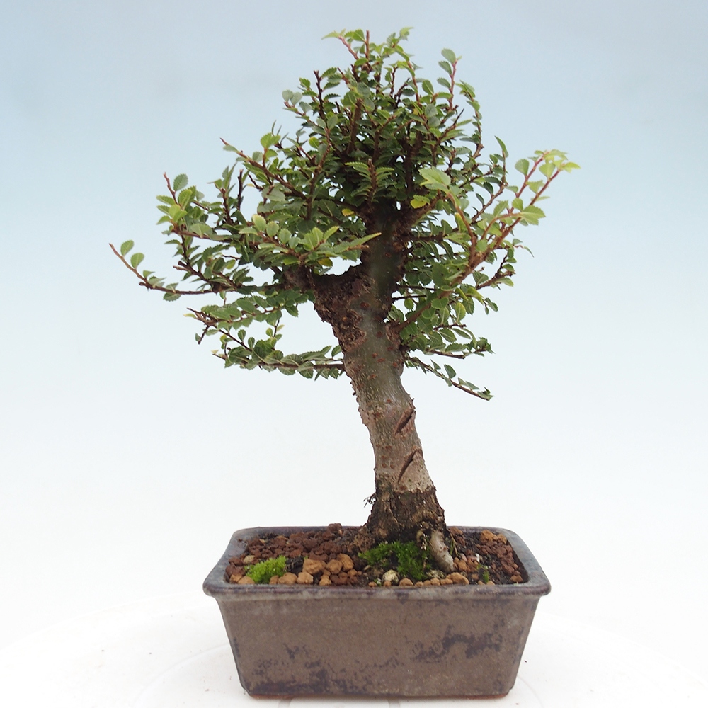 Bonsai für draußen - Ulmus parvifolia Hokkaido - Chinesische Ulme
