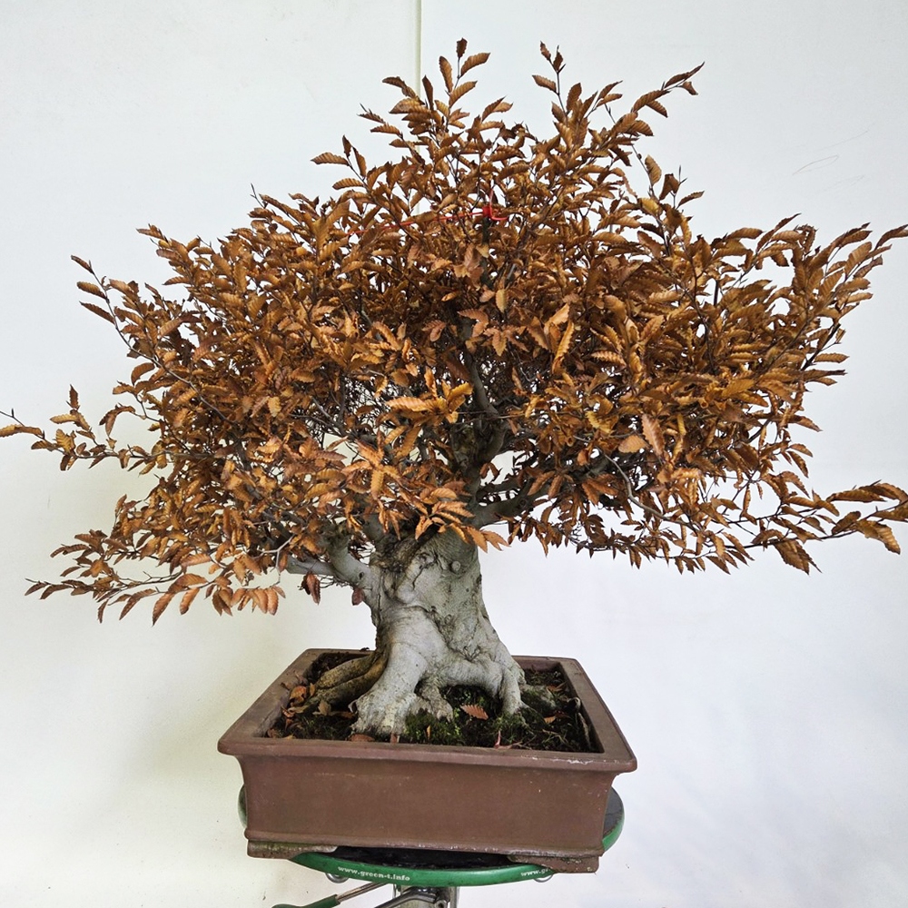 Bonsai für draußen - Fagus crenata