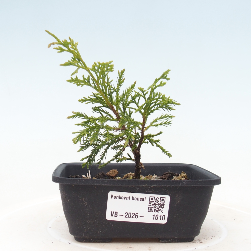Bonsai für draußen - Juniperus chinensis Itoigawa