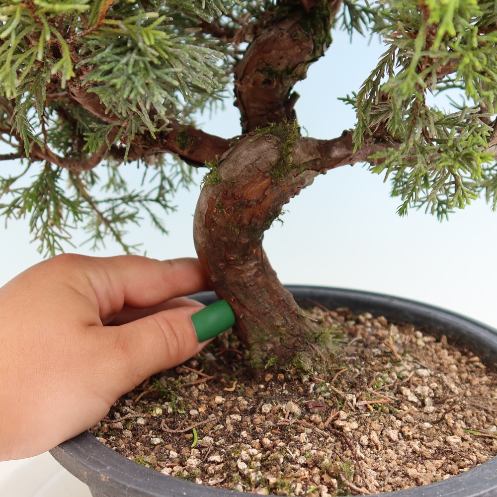 Bonsai für draußen - Juniperus chinensis Itoigawa-Juniperus chinensis