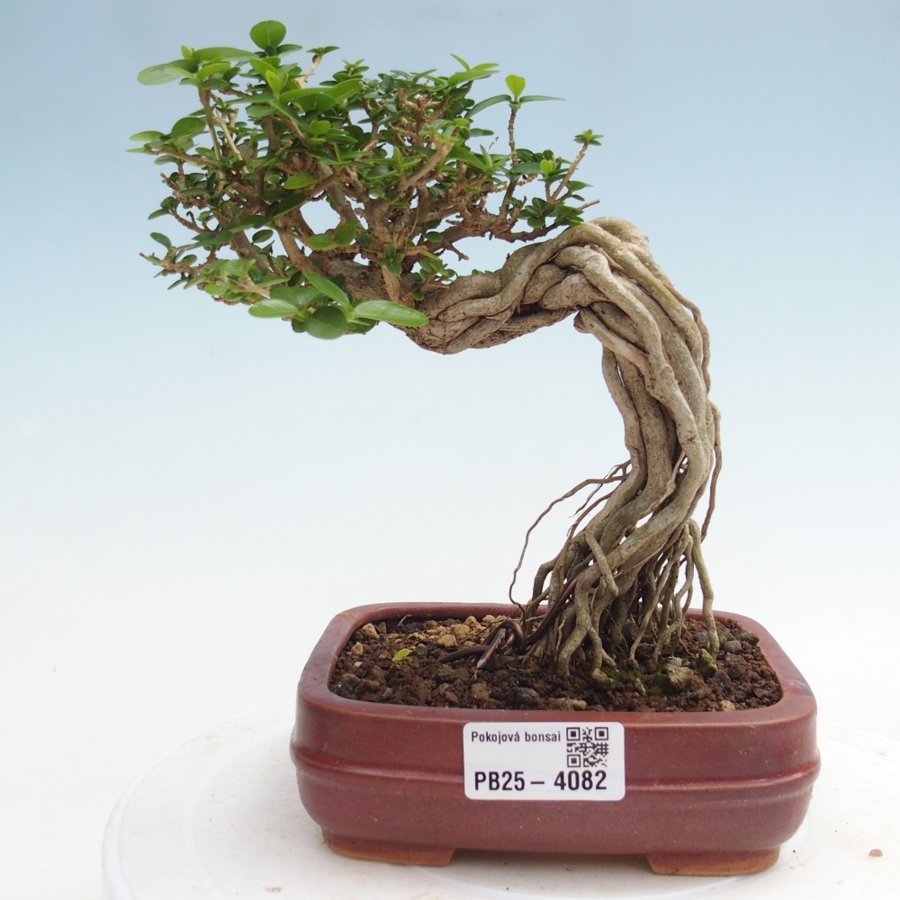 Zimmerbonsai - Premna serratifolia - Kozlovna malolista