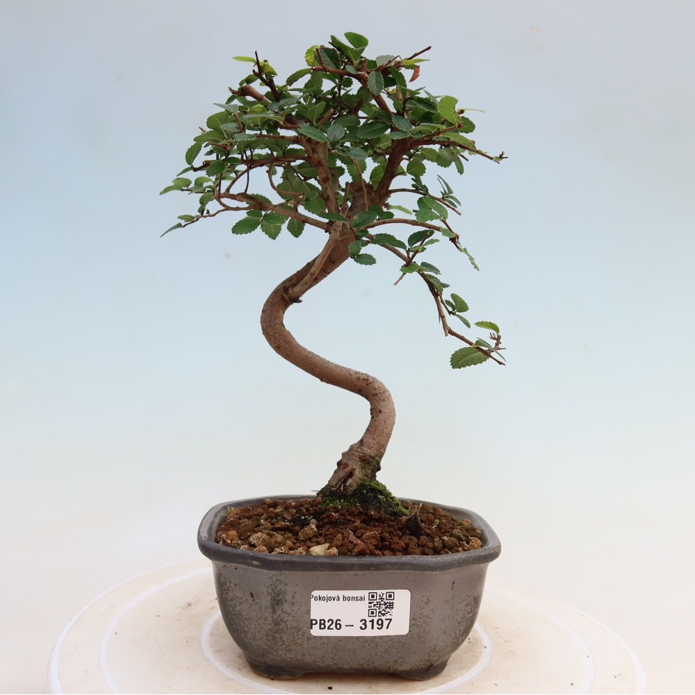 Zimmerbonsai - Ulmus parvifolia - Kleinblättrige Ulme
