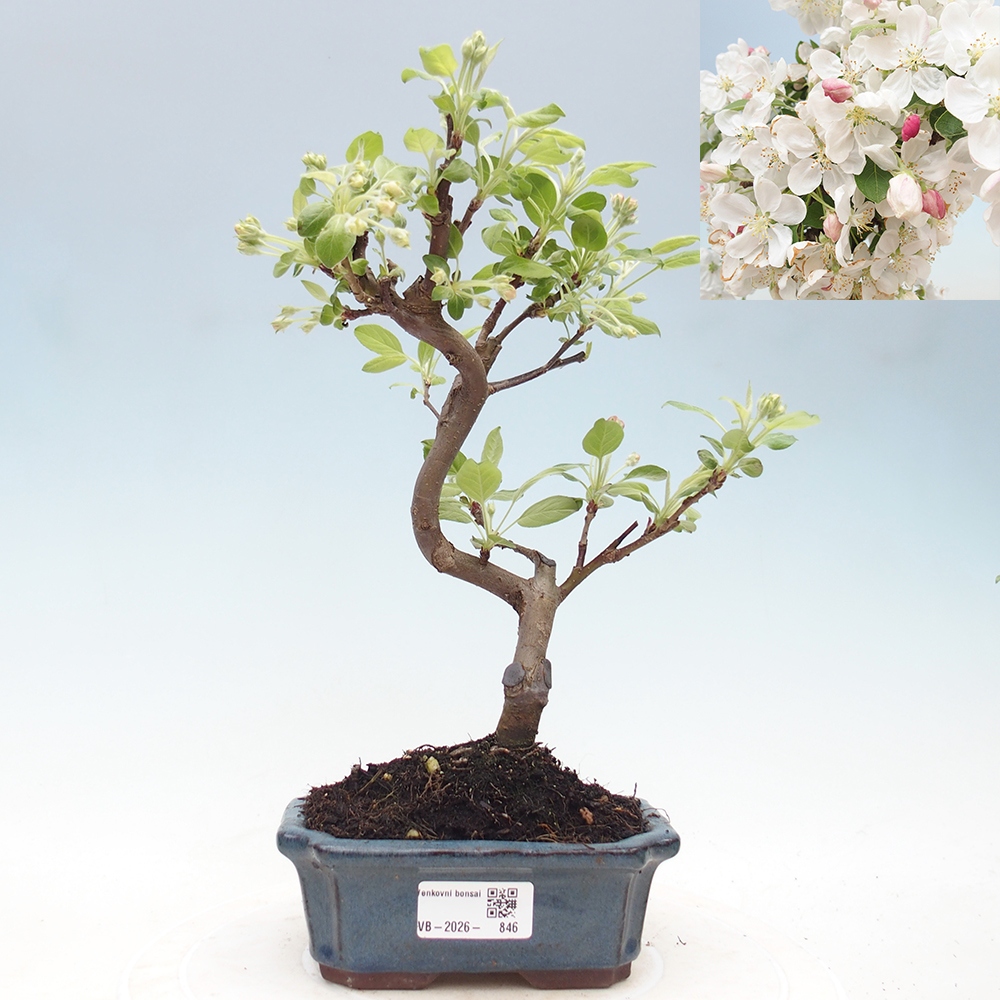 Outdoor-Bonsai -Malus halliana - Kleinfrüchtiger Apfelbaum