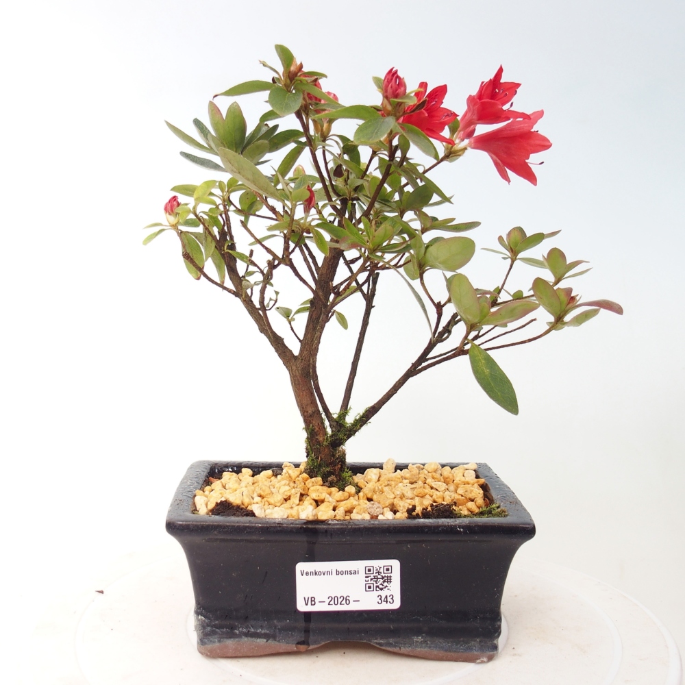 Bonsai für draußen - Japanische Azalee - Azalea sp.