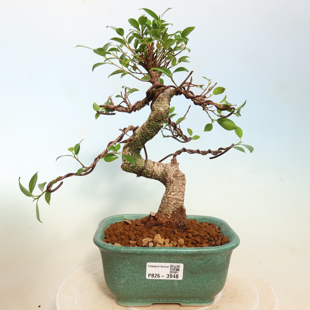 Zimmerbonsai - Ficus kimmen - Kleinblättriger Ficus