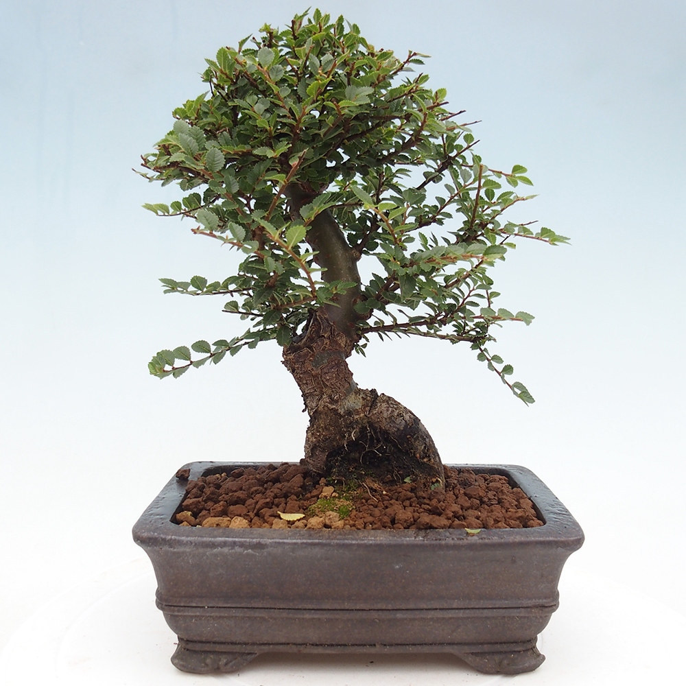 Bonsai für draußen - Ulmus parvifolia Hokkaido - Chinesische Ulme