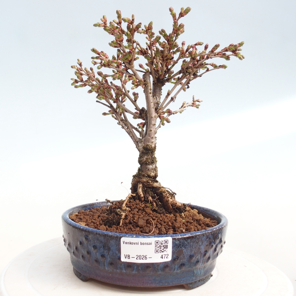 Bonsai für draußen - Prunus incisa Kojou-no mai-Plivon ausgeschnitten