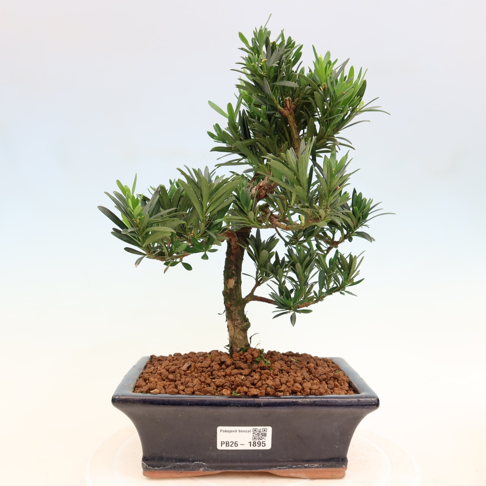 Zimmerbonsai - Podocarpus - Stein-Eibe