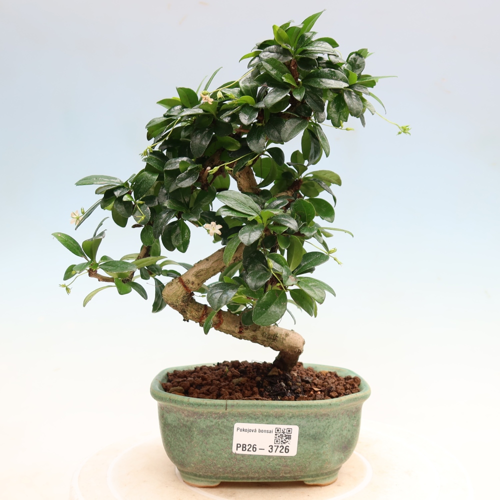 Zimmer-Bonsai - Carmona macrophylla - Tee-Fuki