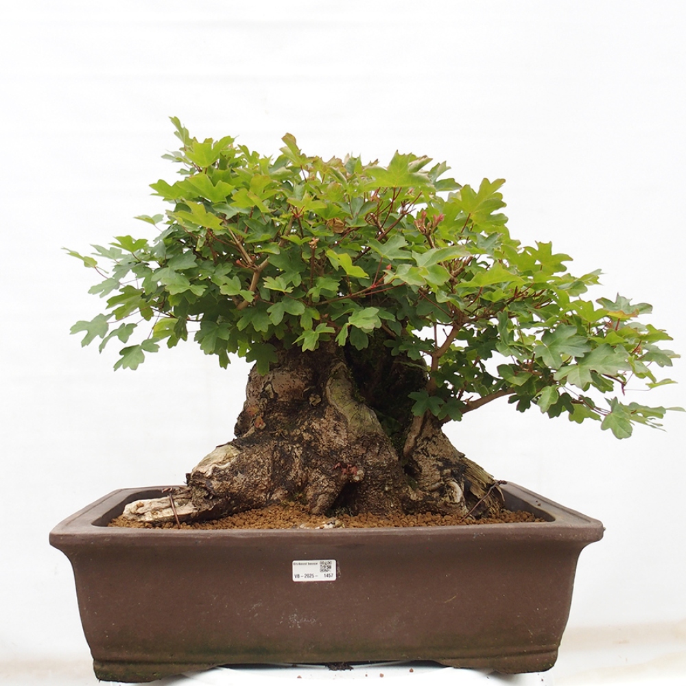 Bonsai für draußen - Französischer Ahorn - Acer Nonspessulanum