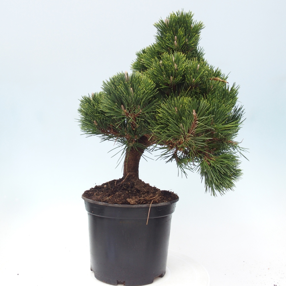 Bonsai für draußen - Pinus thunbergii senjyumaru - Thunberg-Kiefer