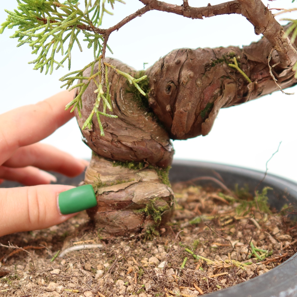 Bonsai für draußen - Juniperus chinensis Itoigawa-Juniperus chinensis