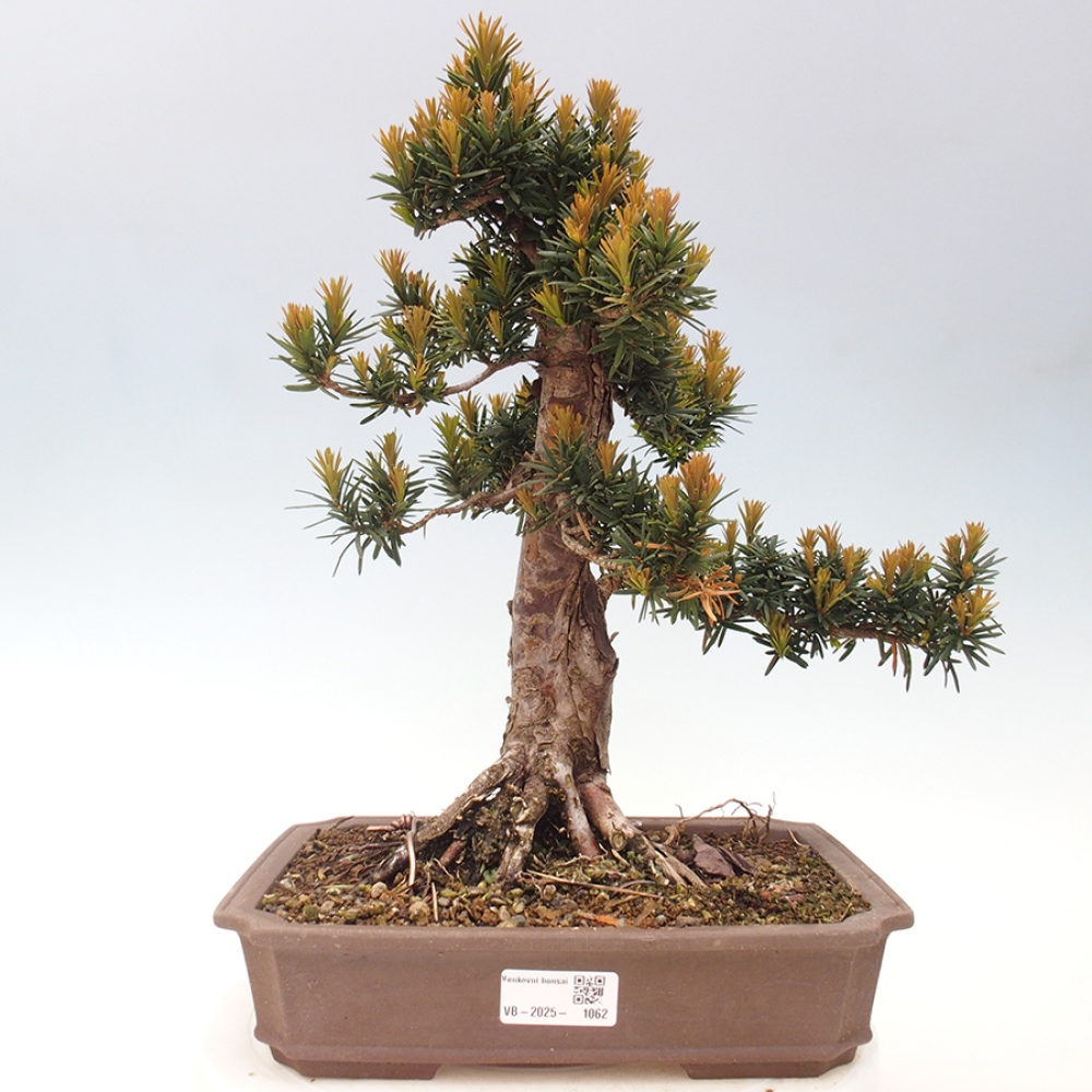 Bonsai für draußen - Taxus cuspidata - Japanische Eibe