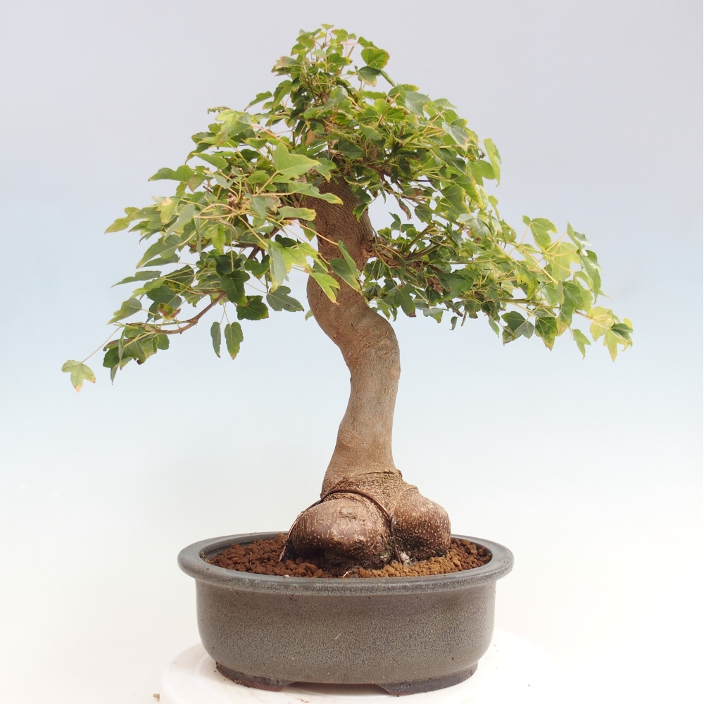 Bonsai für draußen - Acer Buergerianum - Bergahorn