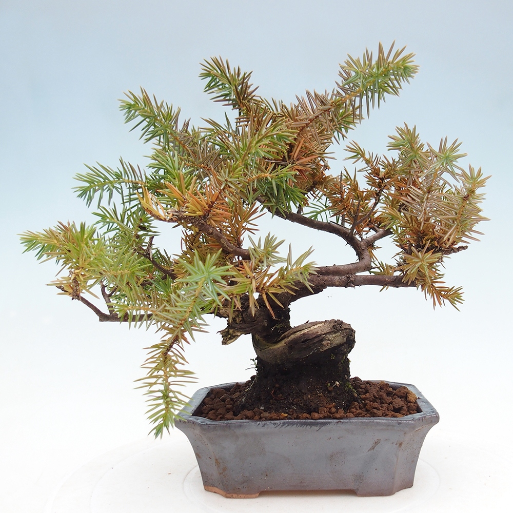 Bonsai für draußen - Juniperus rigida - Juniperus rigida