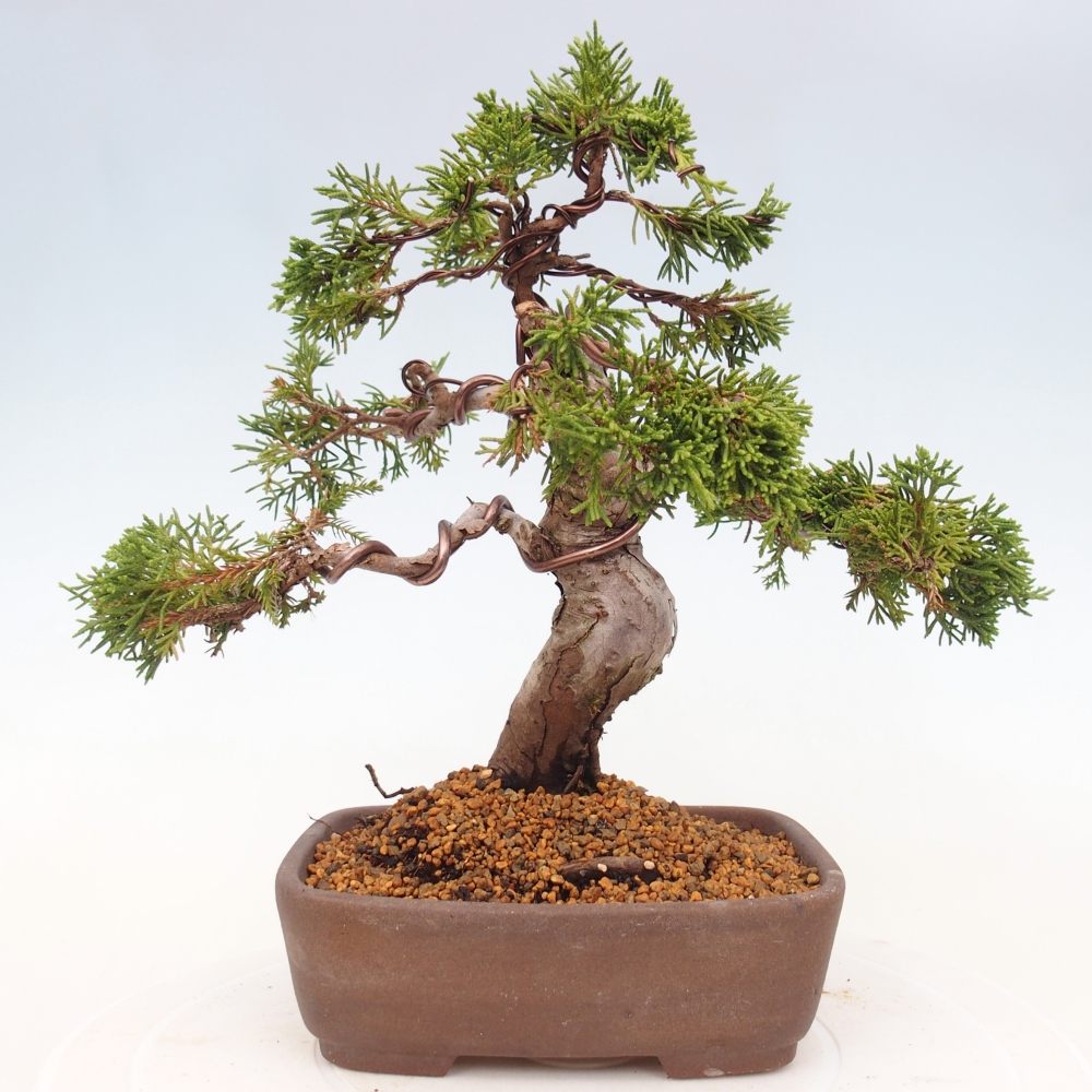 Bonsai für draußen - Juniperus chinensis Itoigawa