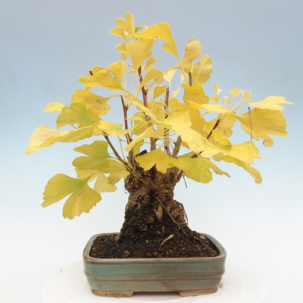 Bonsai für draußen - Ginkgo biloba - Ginkgo biloba