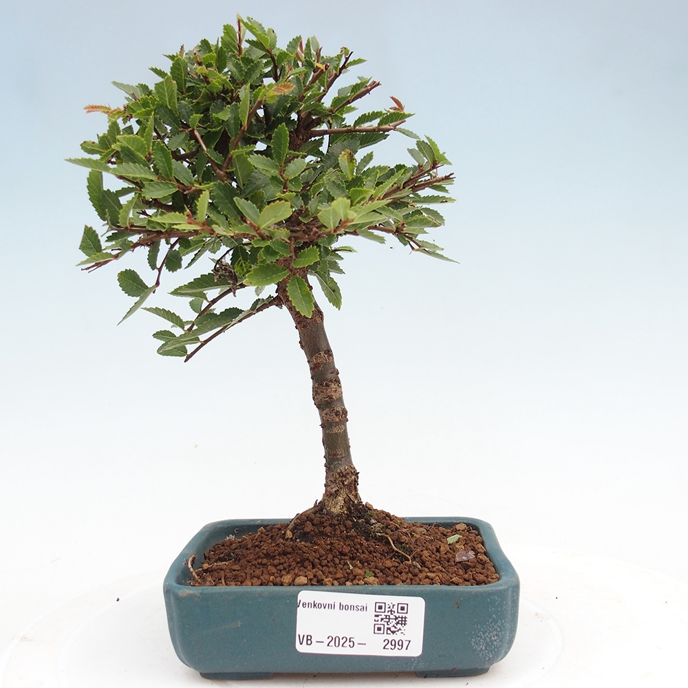 Bonsai für draußen - Ulmus parvifolia Sagei - Kleinblättrige Ulme
