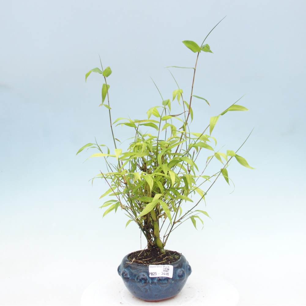 Zimmer Bonsai - Bambus budha-Bambus budha bauch