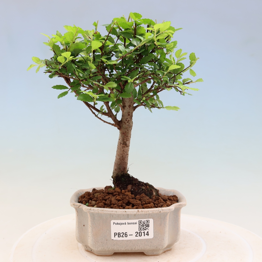 Zimmerbonsai - Ulmus parvifolia - Kleinblättrige Ulme