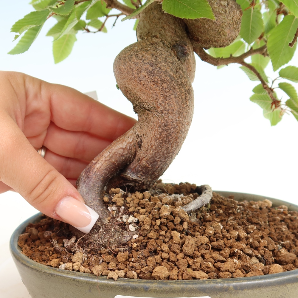 Bonsai für draußen - Karpinus Coreana - Koreanische Hainbuche