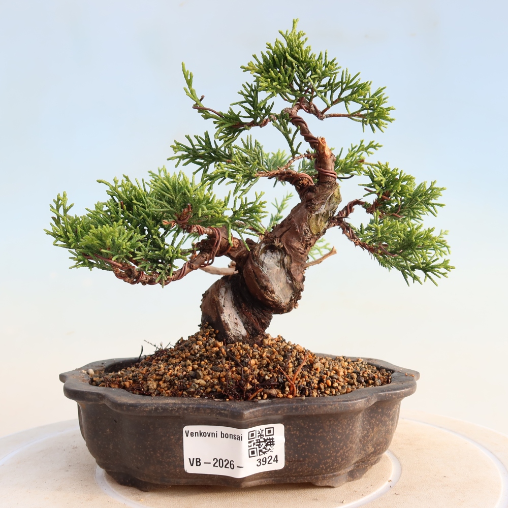Bonsai für draußen - Juniperus chinensis Itoigawa