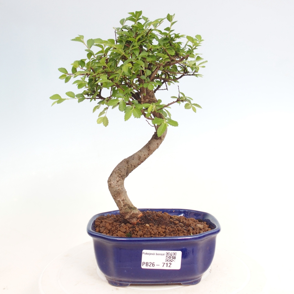 Zimmerbonsai - Ulmus parvifolia - Kleinblättrige Ulme