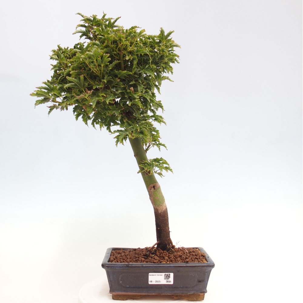 Bonsai für draußen -Javor-Palme Acer palmatum Shishigashira