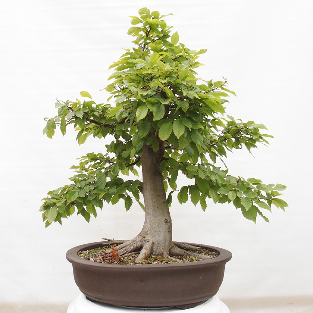 Bonsai für draußen - Hainbuche - Carpinus betulus