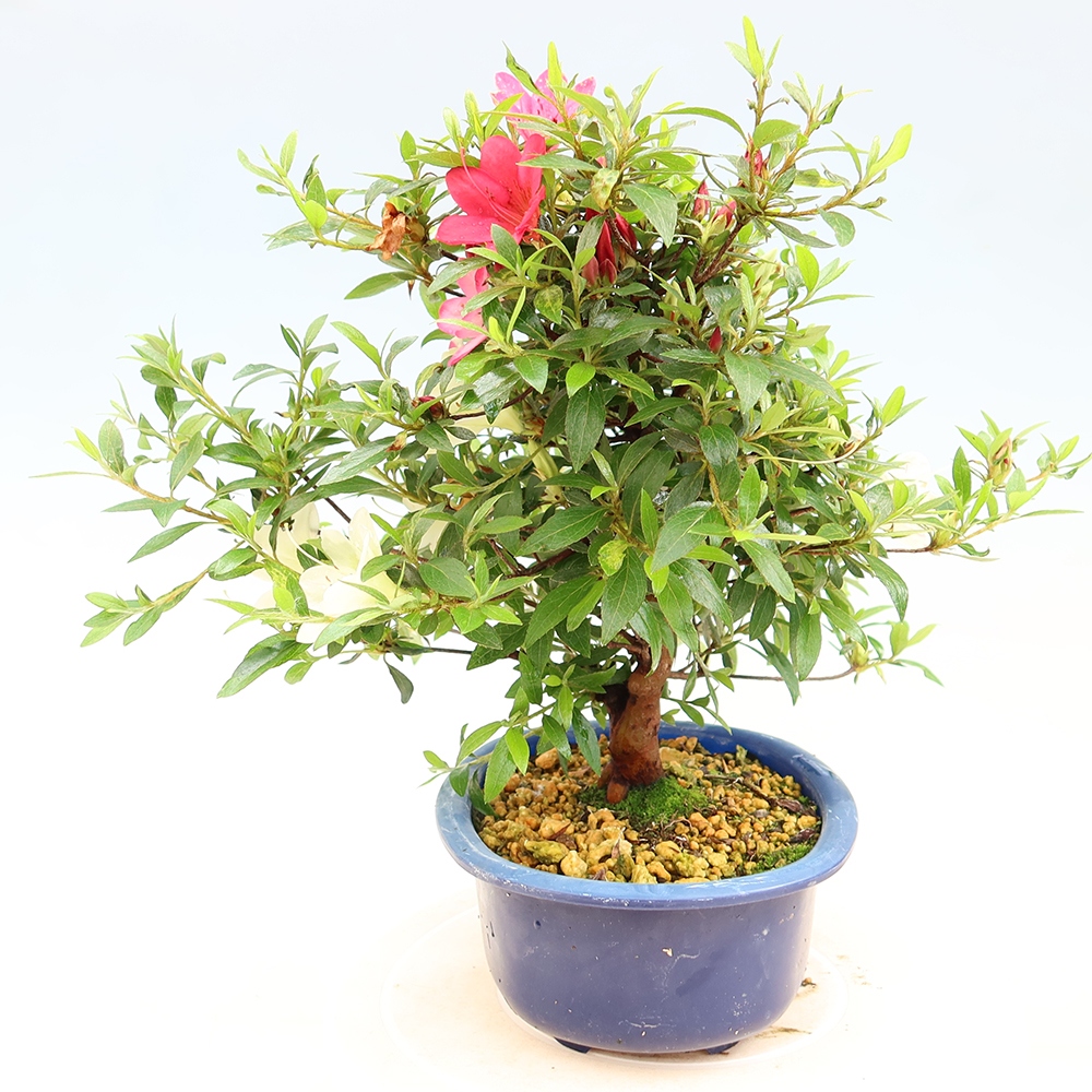 Bonsai für draußen - Japanische Azalee - Azalee Suigootome
