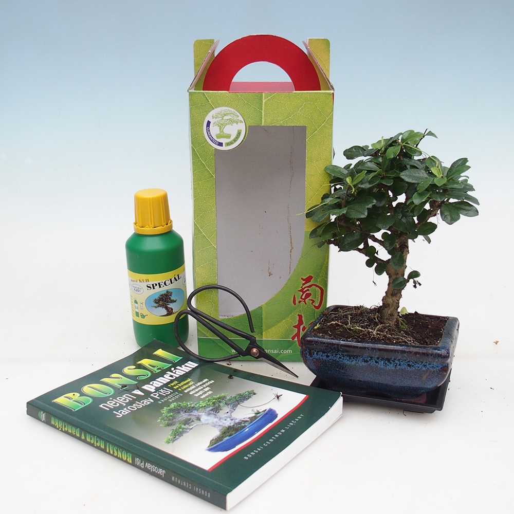 Zimmerbonsai im Geschenkkarton Carmona microphylla - Tee fuki