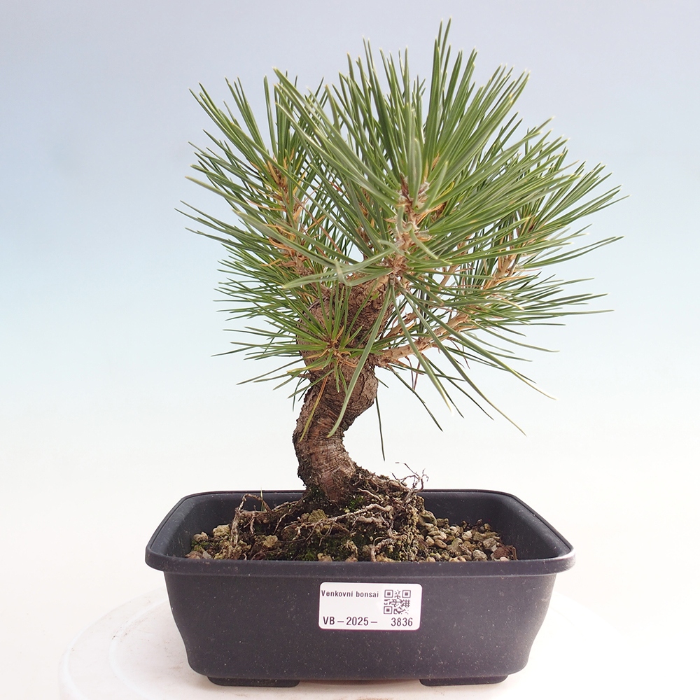 Bonsai für draußen - Pinus thunbergii - Thunberg-Kiefer