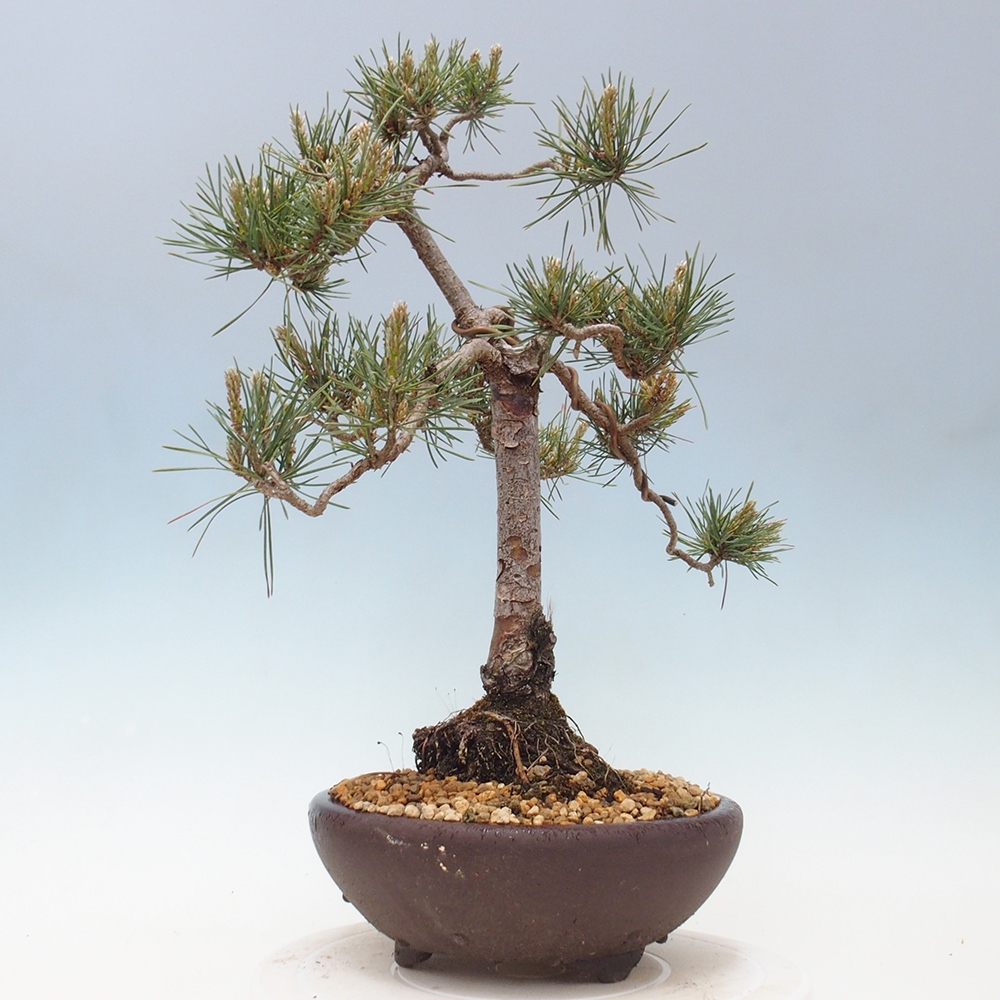 Bonsai für draußen - Pinus Sylvestris Watererri - Waldkiefer