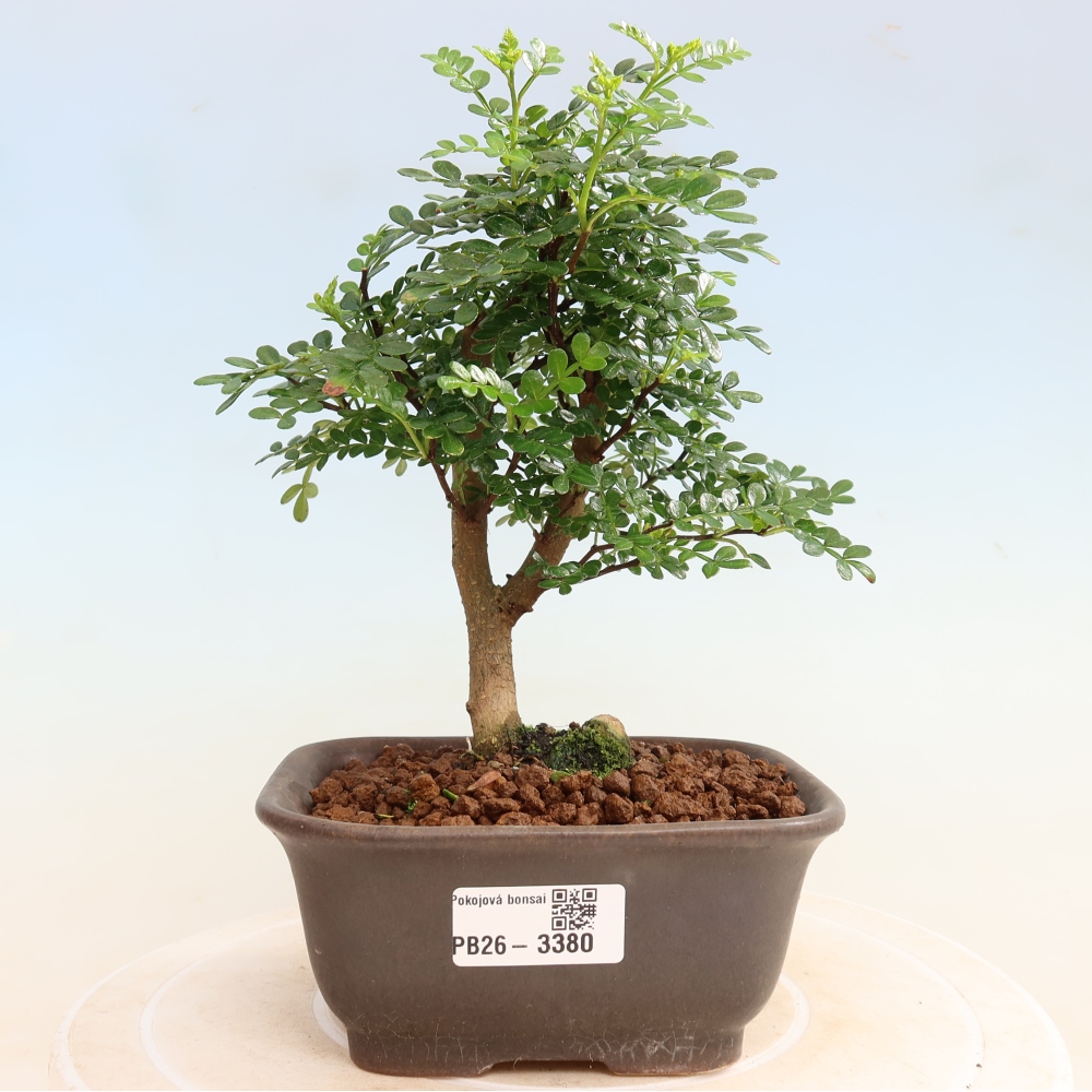 Zimmer Bonsai - Zantoxylum piperitum - Pfefferbaum