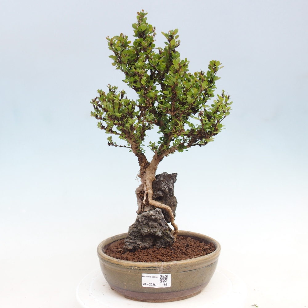 Bonsai für draußen - Berberis coreana