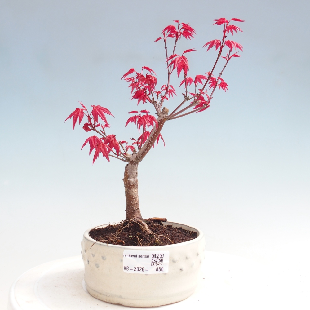 Bonsai für draußen - Acer palmatum DESHOJO