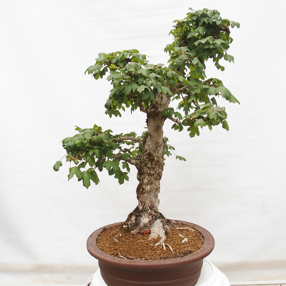 Bonsai für draußen -Javor babyka - Acer campestre