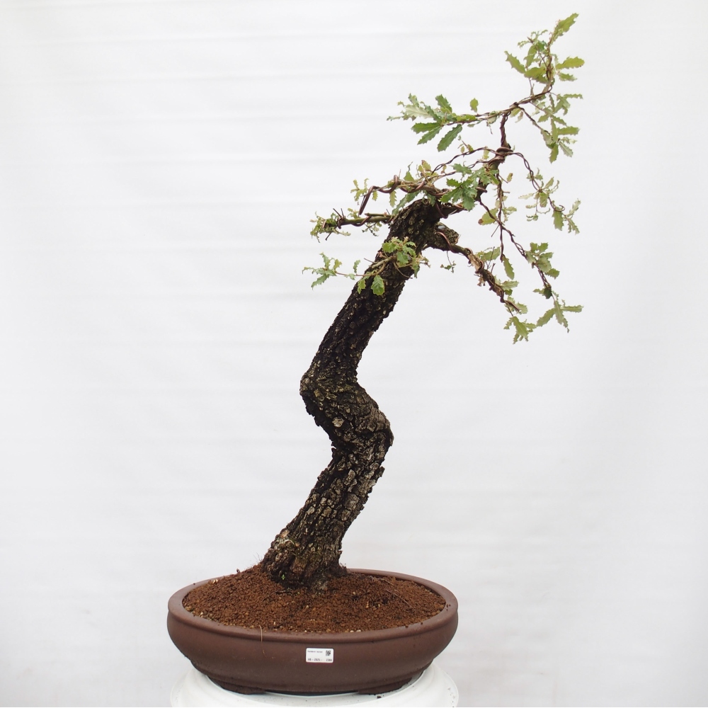 Yamadori - Quercus Ilex - Eichenstechpalme