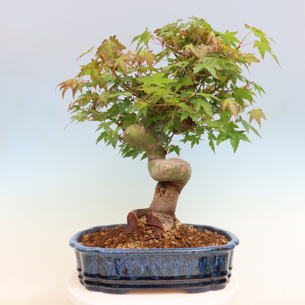 Bonsai für draußen - Ahorn Burger - Acer Burgerianum