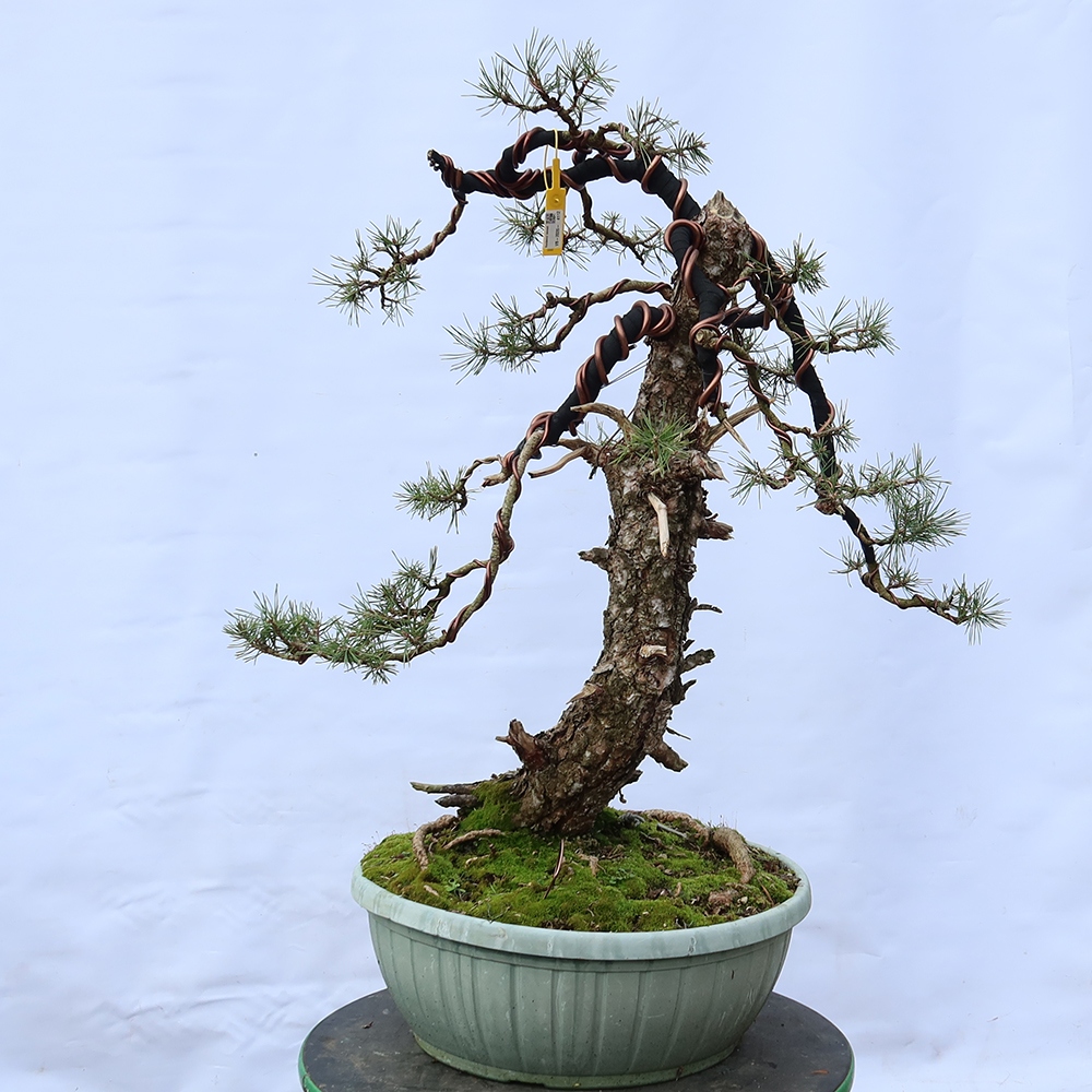 Pinus sylvestris Spanien – Waldkiefer